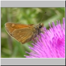 Ochlodes sylvanus - Rostfarbiger Dickkopf w03.jpg